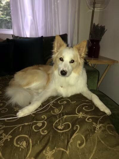 Bark Avenue Pet Spa - Locust Valley, NY