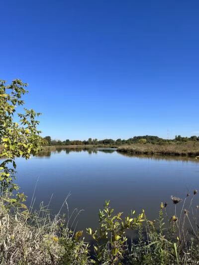East Branch Off-leash Dog Park - Lombard, IL