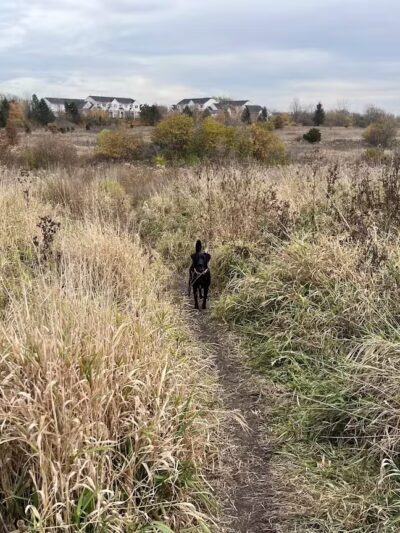 East Branch Off-leash Dog Park - Lombard, IL