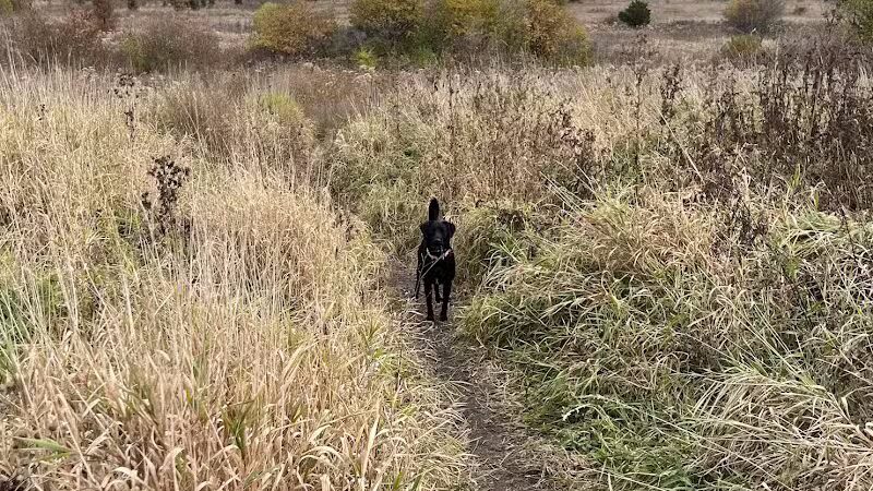East Branch Off-leash Dog Park - Lombard, IL
