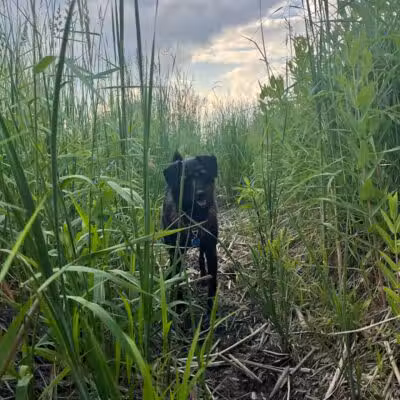 East Branch Off-leash Dog Park - Lombard, IL