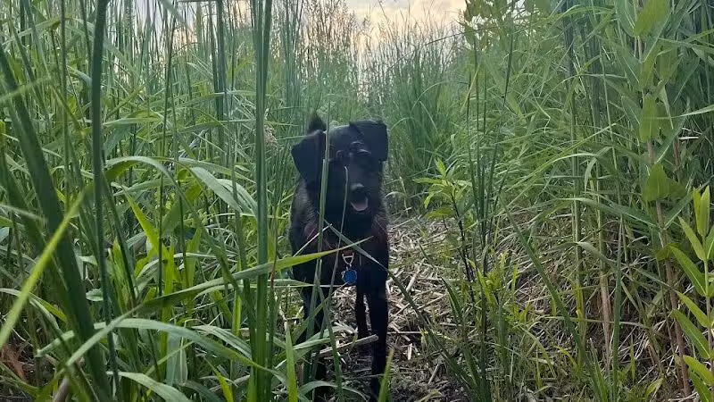 East Branch Off-leash Dog Park - Lombard, IL