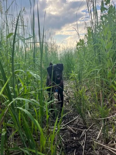 East Branch Off-leash Dog Park - Lombard, IL