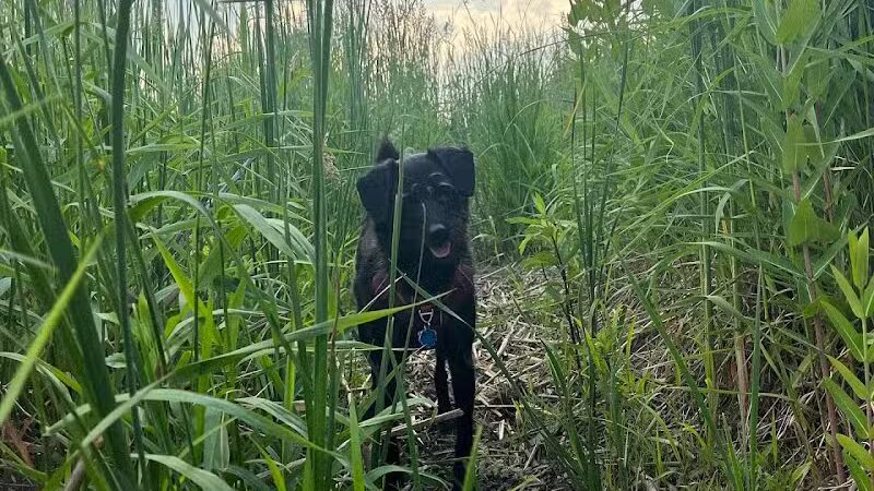 East Branch Off-leash Dog Park - Lombard, IL