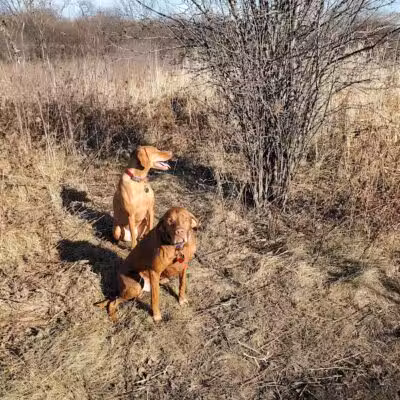 East Branch Off-leash Dog Park - Lombard, IL