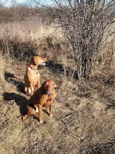 East Branch Off-leash Dog Park - Lombard, IL