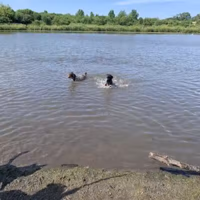 East Branch Off-leash Dog Park - Lombard, IL