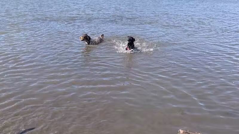 East Branch Off-leash Dog Park - Lombard, IL
