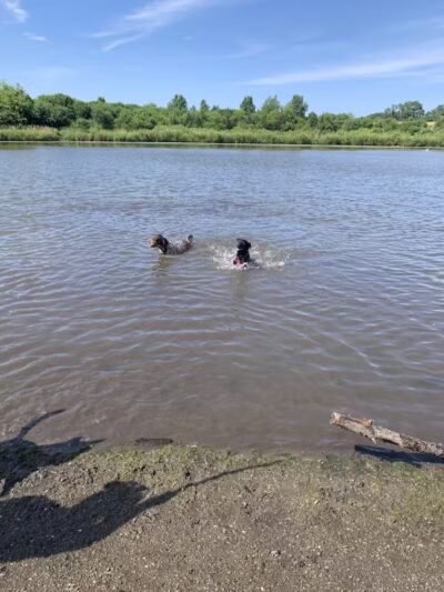 East Branch Off-leash Dog Park - Lombard, IL