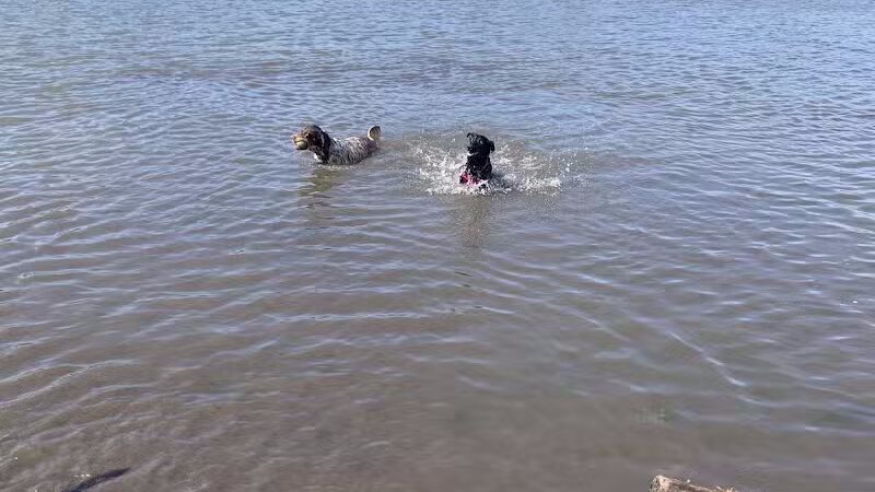 East Branch Off-leash Dog Park - Lombard, IL