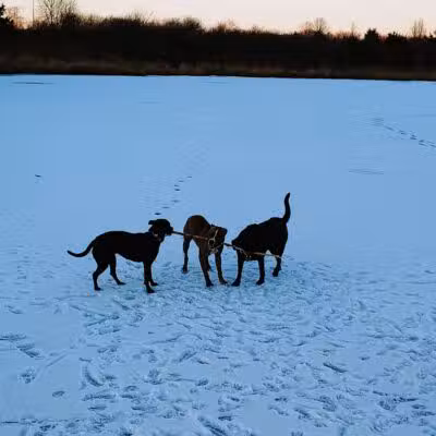 East Branch Off-leash Dog Park - Lombard, IL