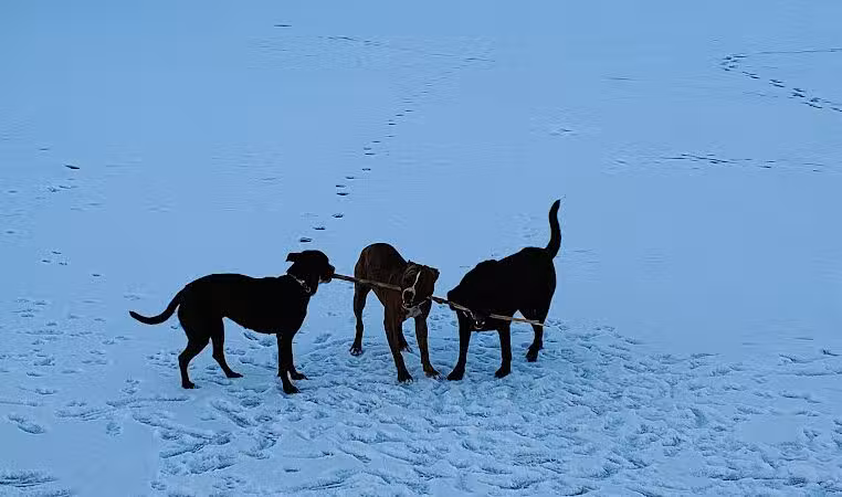 East Branch Off-leash Dog Park - Lombard, IL