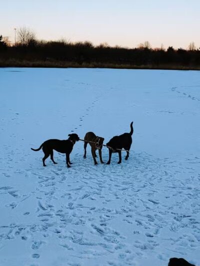 East Branch Off-leash Dog Park - Lombard, IL