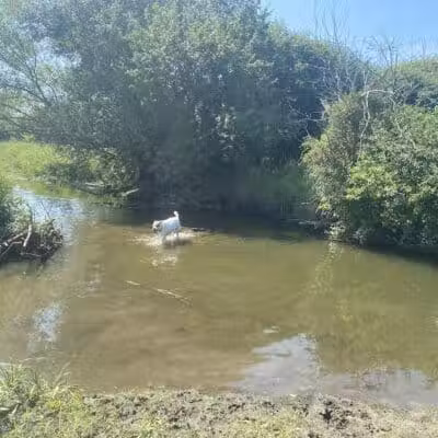 East Branch Off-leash Dog Park - Lombard, IL