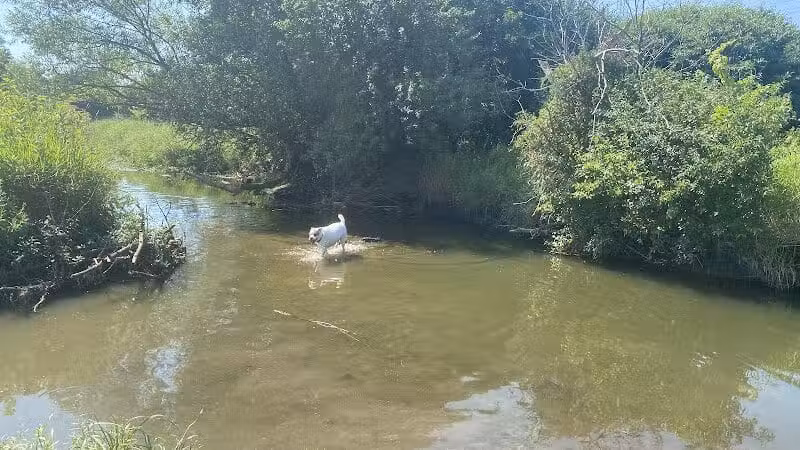 East Branch Off-leash Dog Park - Lombard, IL