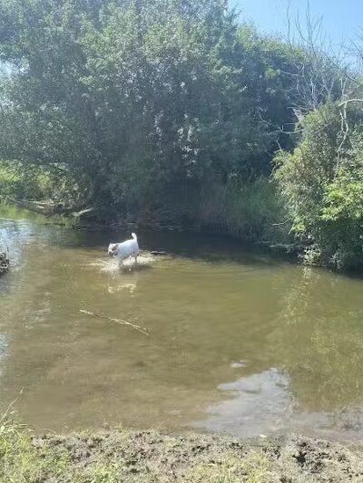 East Branch Off-leash Dog Park - Lombard, IL