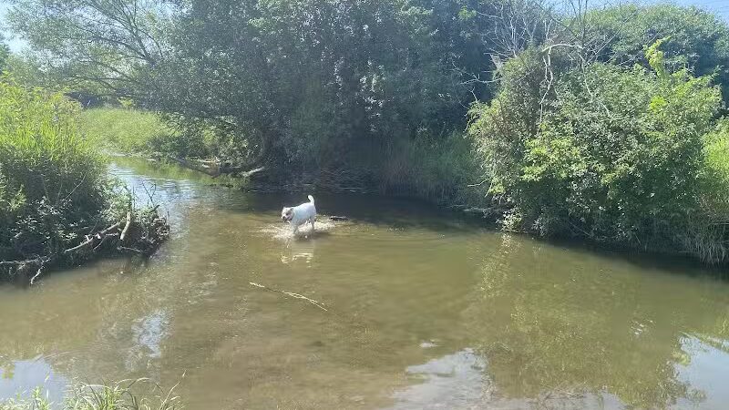 East Branch Off-leash Dog Park - Lombard, IL