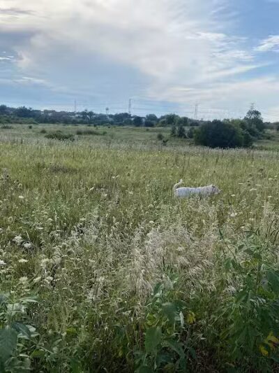 East Branch Off-leash Dog Park - Lombard, IL