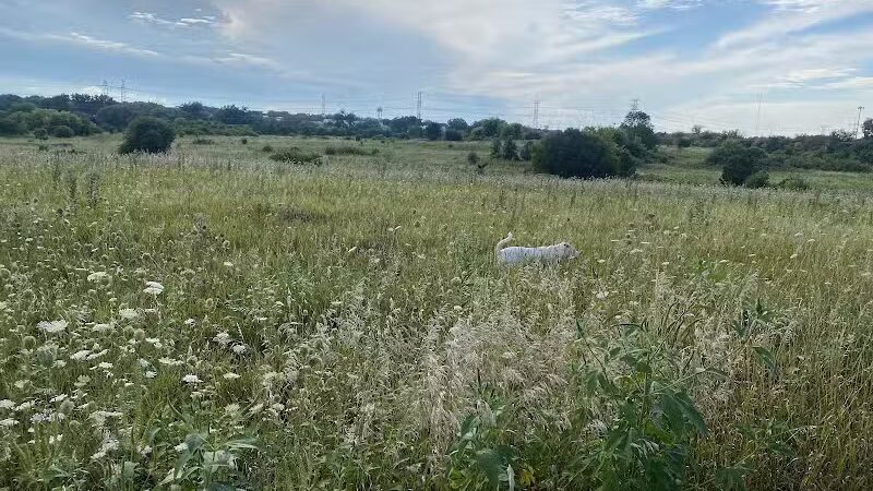 East Branch Off-leash Dog Park - Lombard, IL