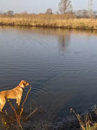 East Branch Off-leash Dog Park - Lombard, IL