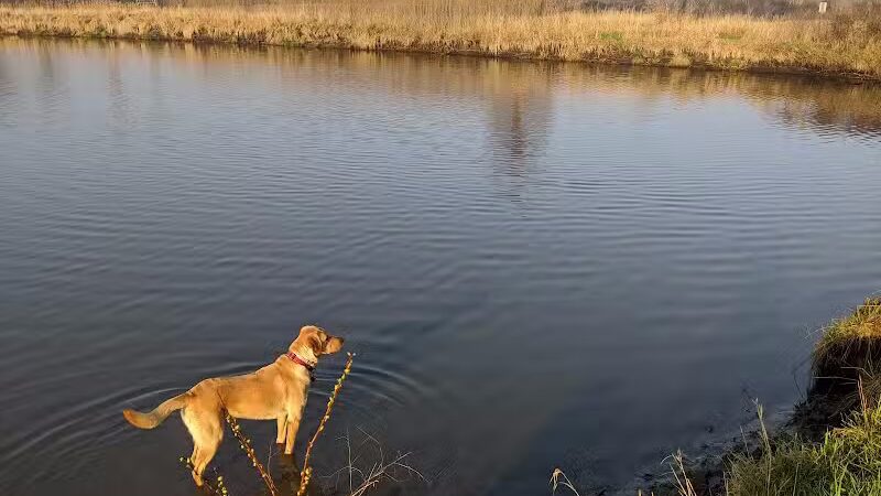 East Branch Off-leash Dog Park - Lombard, IL