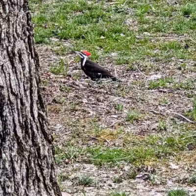 Dixie Street Park - London, KY
