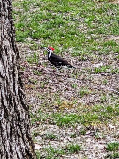 Dixie Street Park - London, KY