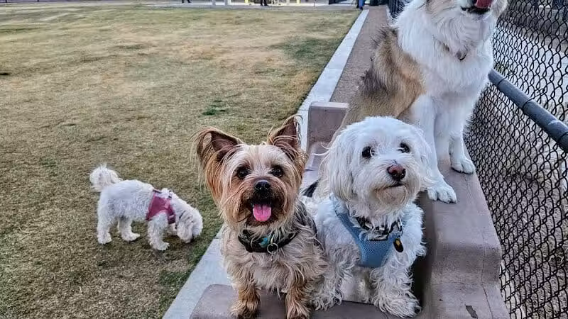 Lone Mountain Equestrian Trail Parking - Lone Mountain, NV