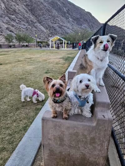Lone Mountain Equestrian Trail Parking - Lone Mountain, NV