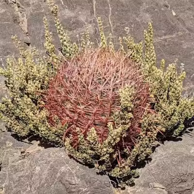 Lone Mountain Equestrian Trail Parking - Lone Mountain, NV