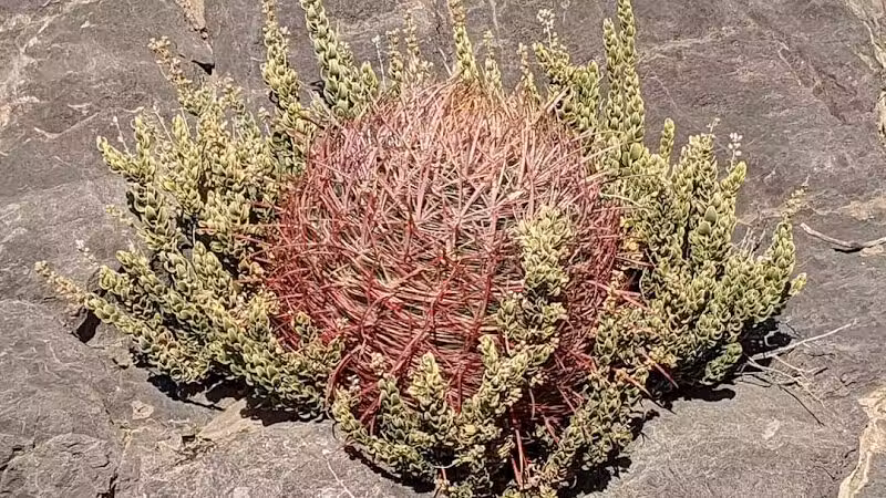 Lone Mountain Equestrian Trail Parking - Lone Mountain, NV