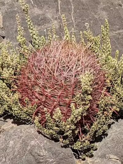 Lone Mountain Equestrian Trail Parking - Lone Mountain, NV