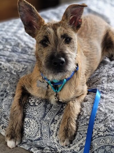 Posh Pets Rescue - Long Beach, NY