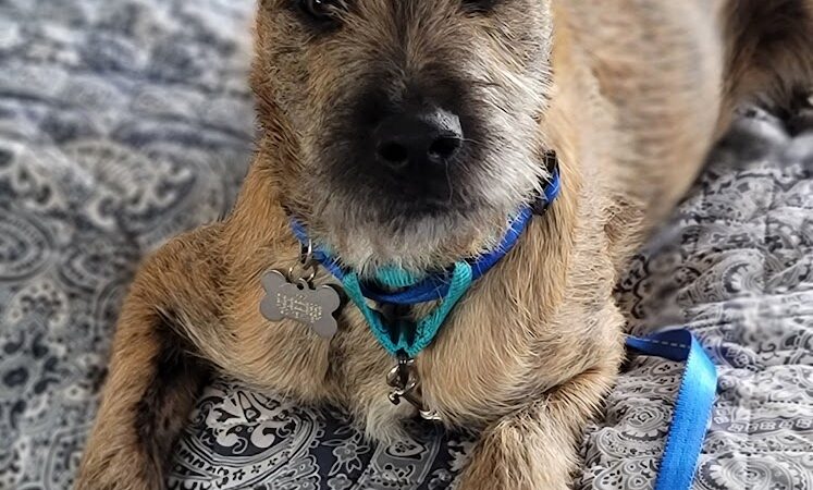 Posh Pets Rescue - Long Beach, NY