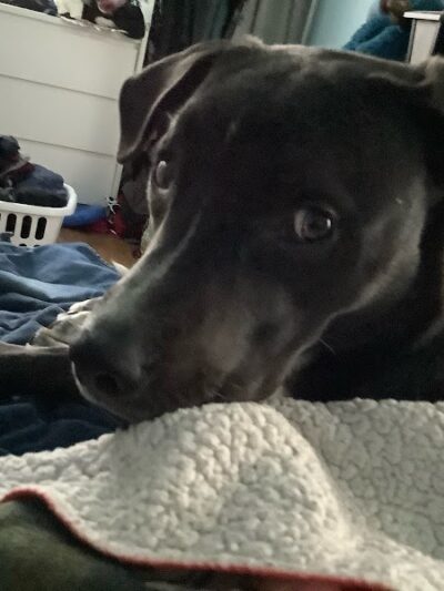 Posh Pets Rescue - Long Beach, NY