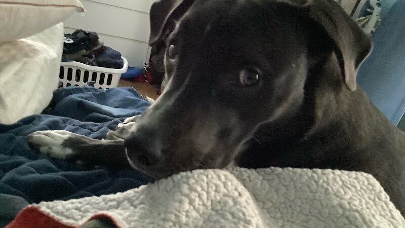 Posh Pets Rescue - Long Beach, NY