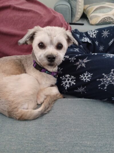 Posh Pets Rescue - Long Beach, NY