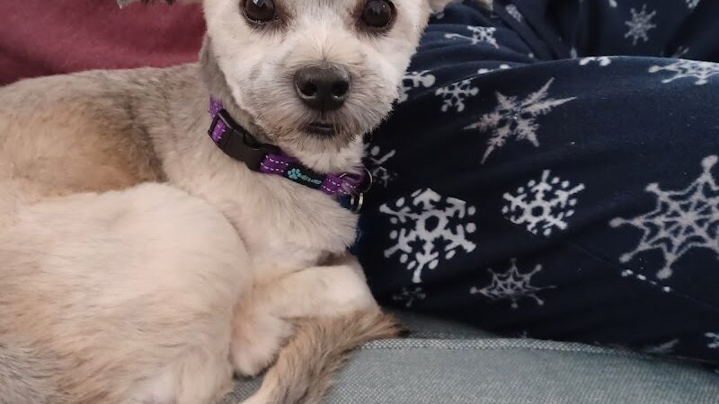 Posh Pets Rescue - Long Beach, NY