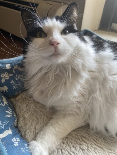 Posh Pets Rescue - Long Beach, NY