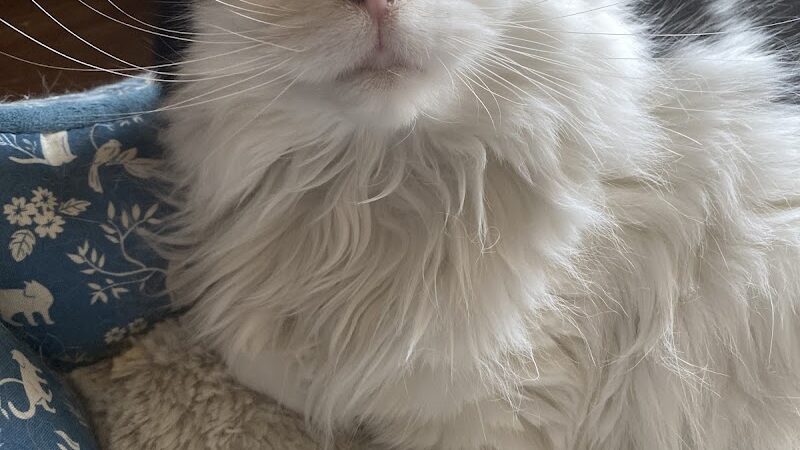 Posh Pets Rescue - Long Beach, NY