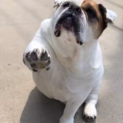 Posh Pets Rescue - Long Beach, NY