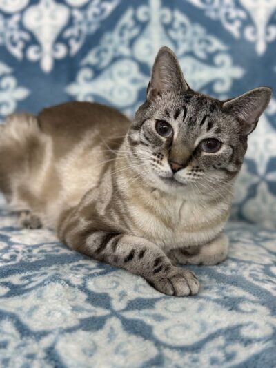 Posh Pets Rescue - Long Beach, NY