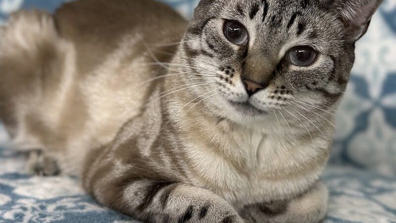 Posh Pets Rescue - Long Beach, NY