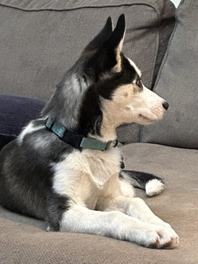 Posh Pets Rescue - Long Beach, NY