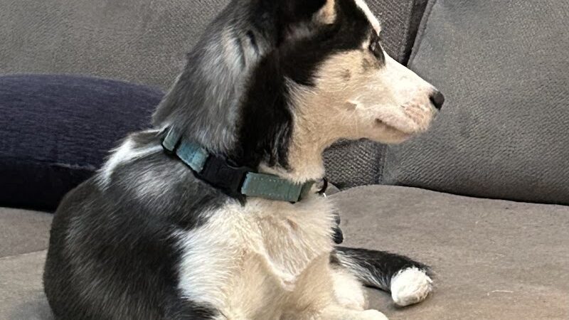 Posh Pets Rescue - Long Beach, NY