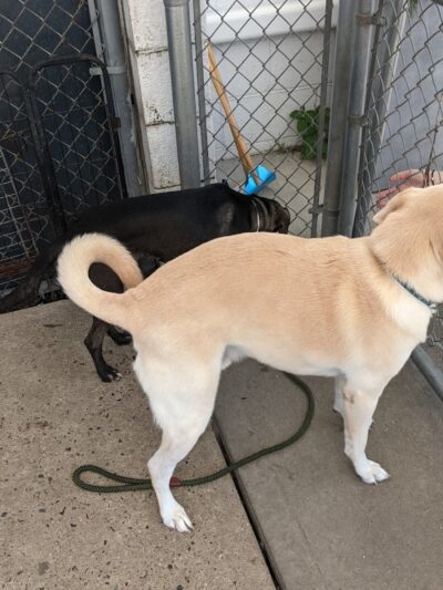 Posh Pets Rescue - Long Beach, NY