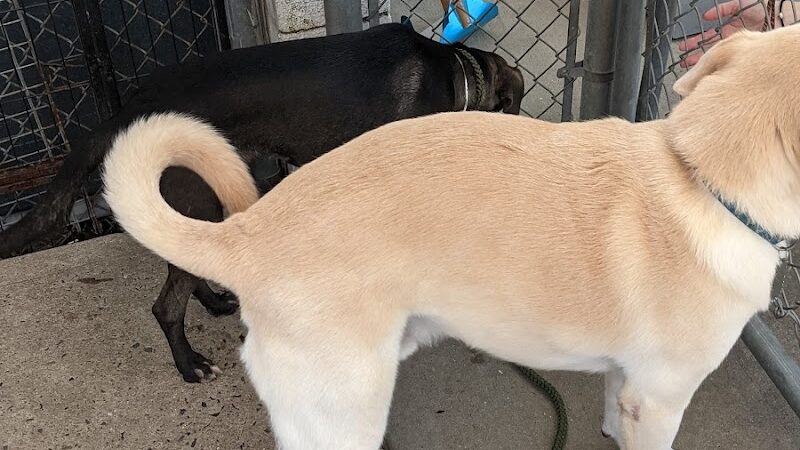 Posh Pets Rescue - Long Beach, NY