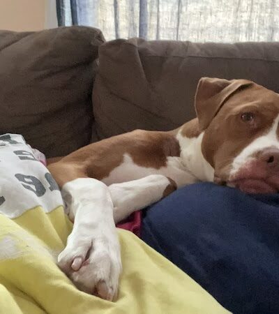 Posh Pets Rescue - Long Beach, NY