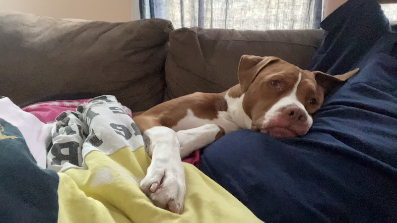 Posh Pets Rescue - Long Beach, NY