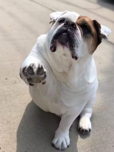 Posh Pets Rescue - Long Beach, NY